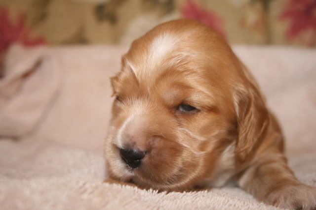 pupsat2weeksold001.jpg