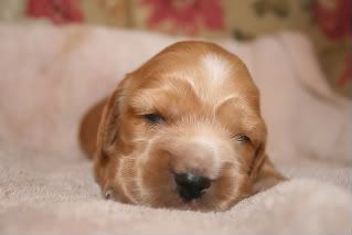 pupsat2weeksold002.jpg