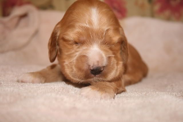 pupsat2weeksold008.jpg