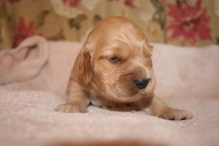 pupsat2weeksold010.jpg