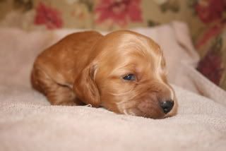 pupsat2weeksold013.jpg