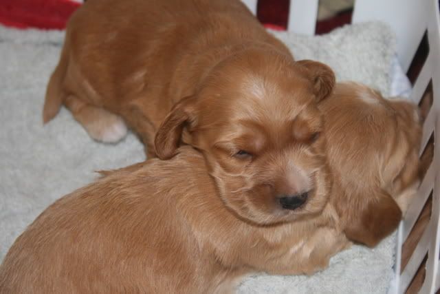 pupsat2weeksold014.jpg