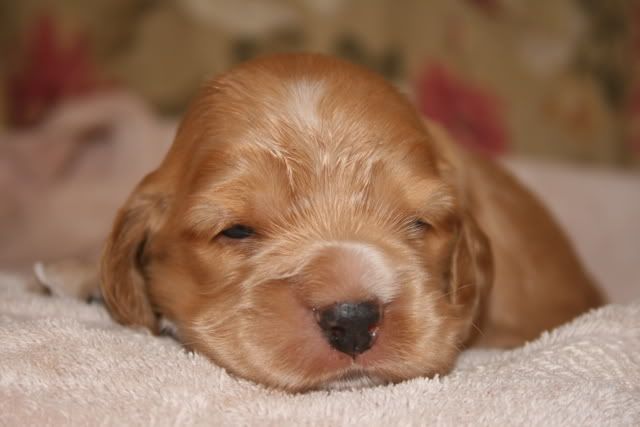 pupsat2weeksold018.jpg