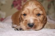pupsat3weeks002.jpg