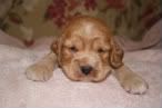 pupsat3weeks005.jpg