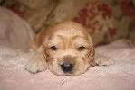 pupsat3weeks006.jpg