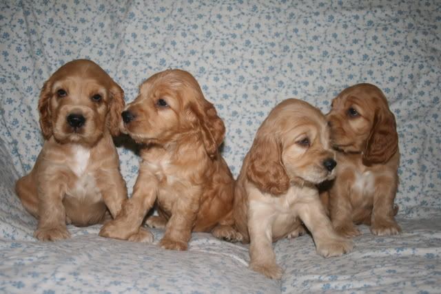 pupsat6weeks003.jpg