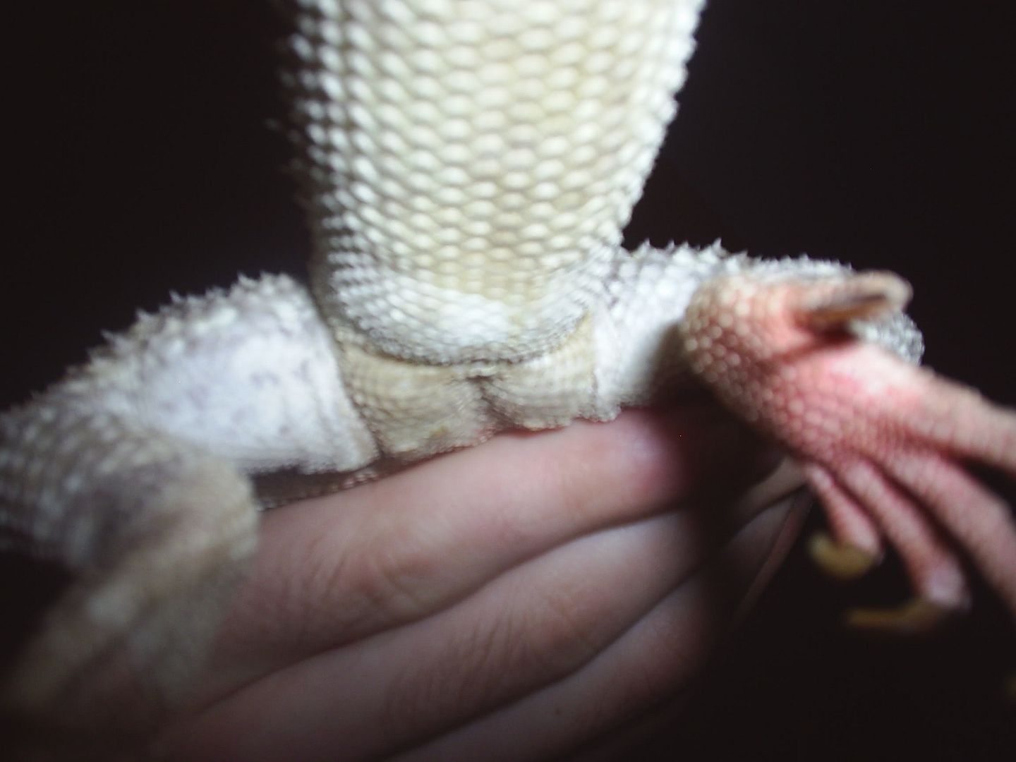 hitting the Glass Behavior