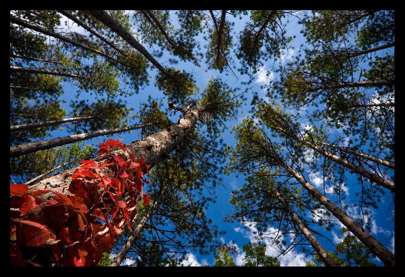IMAGE: http://i57.photobucket.com/albums/g213/wallybud/Fall_Stokes_PineHeaven_POTN.jpg