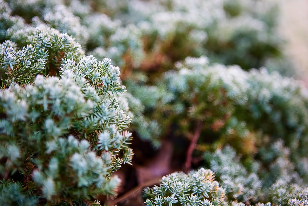 IMAGE: http://i57.photobucket.com/albums/g213/wallybud/Frost_POTN.jpg