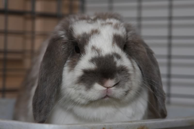 IMAGE: http://i57.photobucket.com/albums/g216/DealsGapCobra/Camera/IMG_2837.jpg