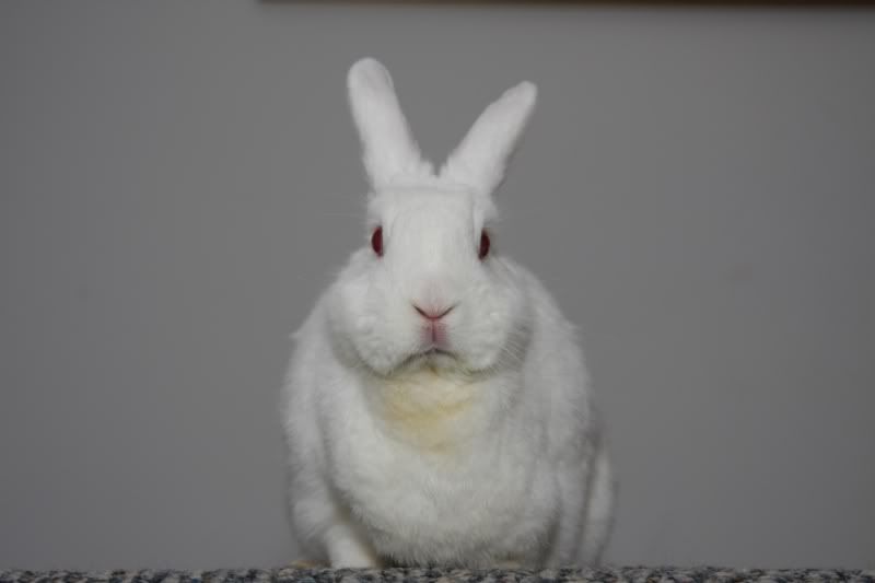 IMAGE: http://i57.photobucket.com/albums/g216/DealsGapCobra/Camera/IMG_2840.jpg