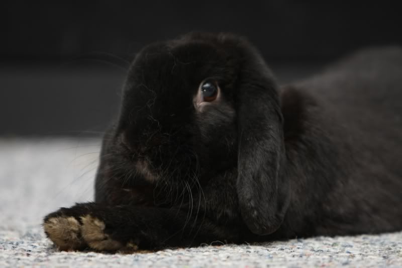 IMAGE: http://i57.photobucket.com/albums/g216/DealsGapCobra/Camera/IMG_3706.jpg