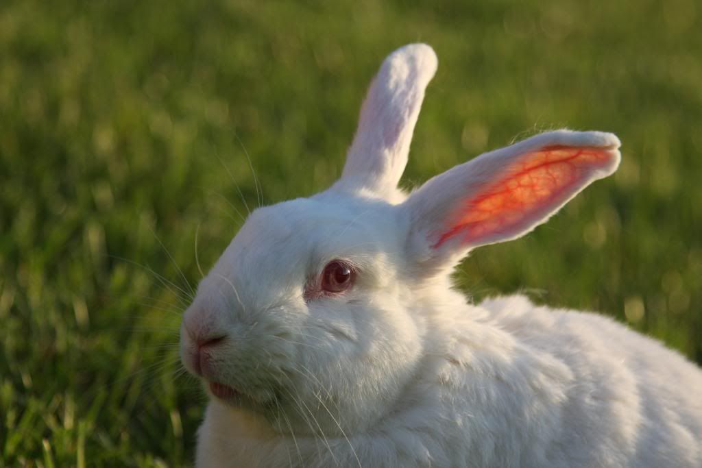 IMAGE: http://i57.photobucket.com/albums/g216/DealsGapCobra/Slideshows/2009%20-%20May/IMG_5828.jpg