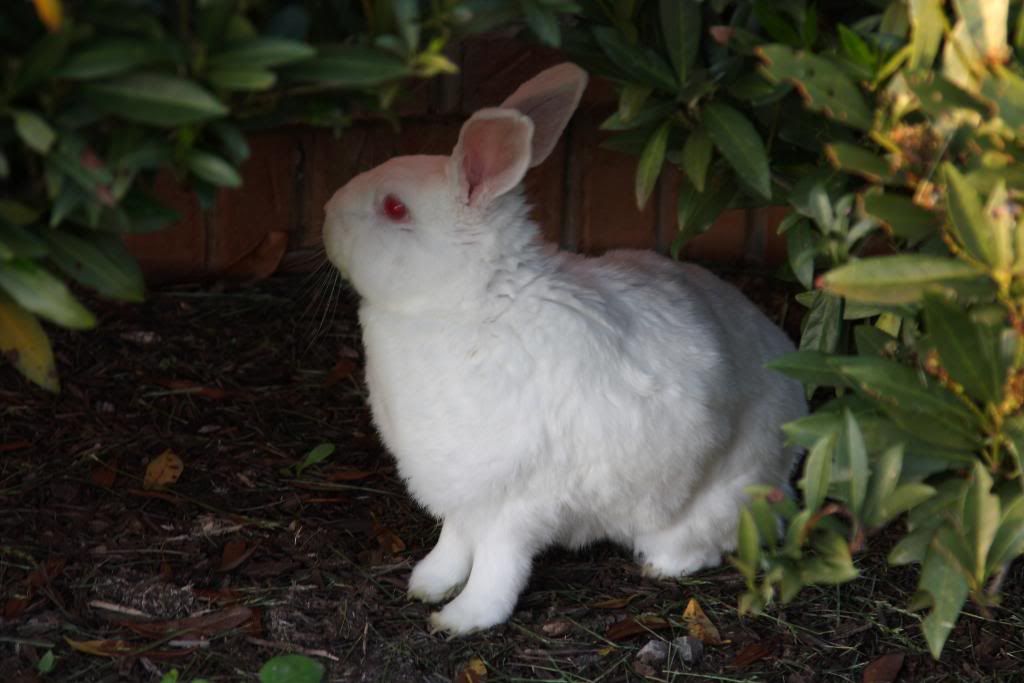 IMAGE: http://i57.photobucket.com/albums/g216/DealsGapCobra/Slideshows/2009%20-%20May/IMG_5842.jpg