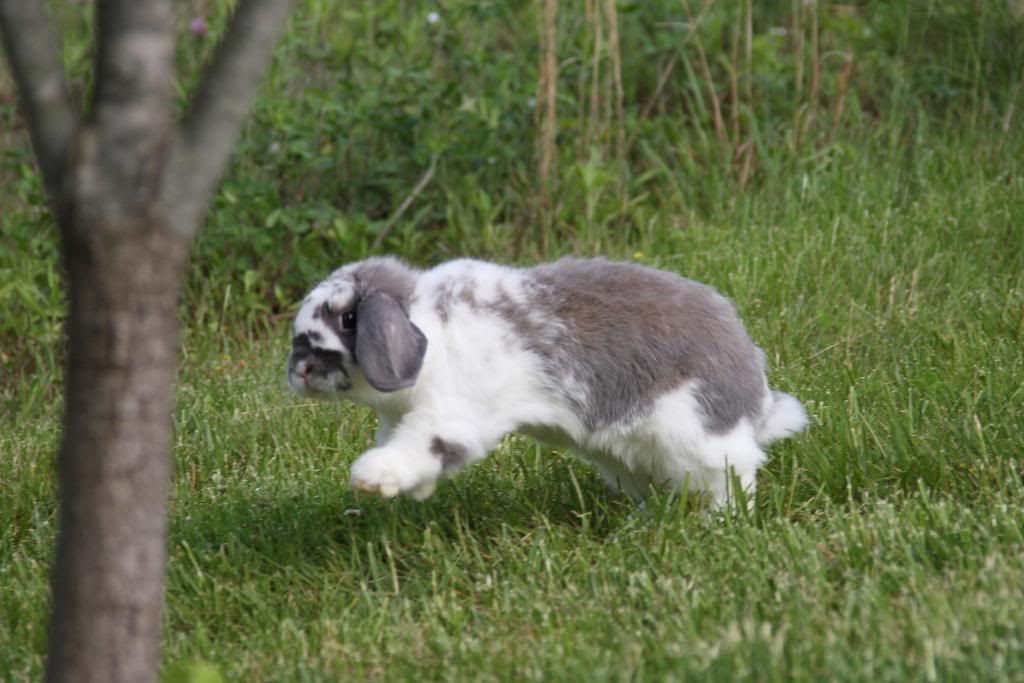 IMAGE: http://i57.photobucket.com/albums/g216/DealsGapCobra/Slideshows/2009%20-%20May/IMG_5867.jpg