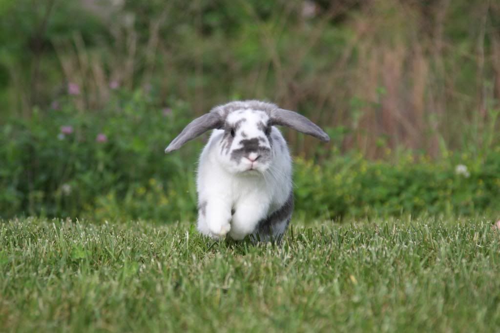 IMAGE: http://i57.photobucket.com/albums/g216/DealsGapCobra/Slideshows/2009%20-%20May/IMG_5874.jpg