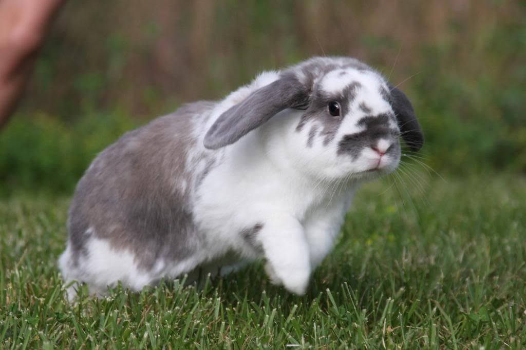 IMAGE: http://i57.photobucket.com/albums/g216/DealsGapCobra/Slideshows/2009%20-%20May/IMG_5878.jpg