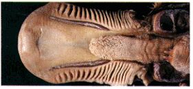 Abdomen Platypus | RM. Abdomen Platypus | RM.