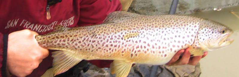 browntrout-1.jpg