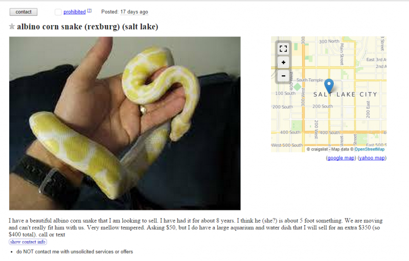 albino.png