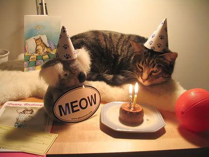 happy birthday cat funny. Happy birthday, miss emery!