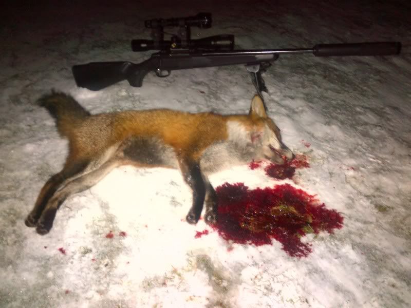 fox.jpg