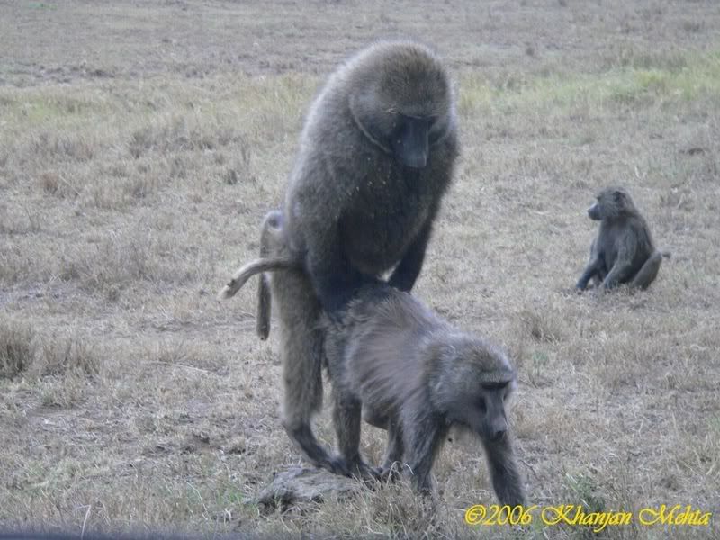 BABOONS.jpg