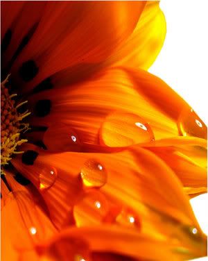 <br/><a
href="http://i57.photobucket.com/albums/g219/StormCellZero/Wavering_Flower_by_ctrc.jpg"
target="_blank">View Raw Image</a>