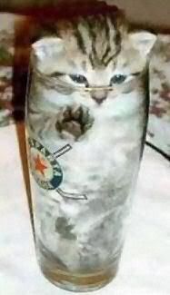 kitten-glass