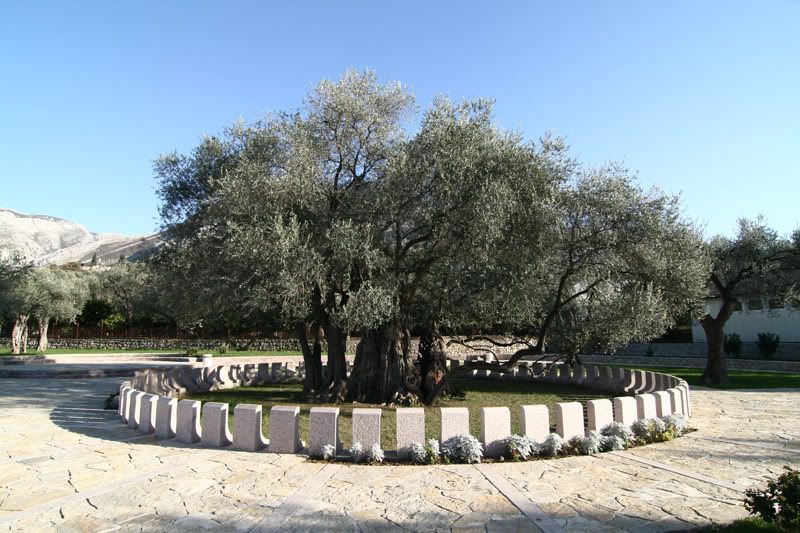 maslina1.jpg