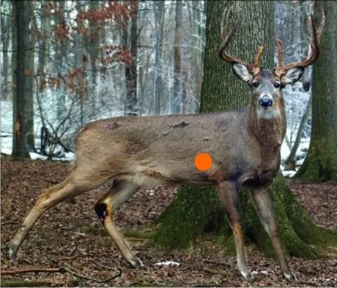 Deer Shot Placement Chart