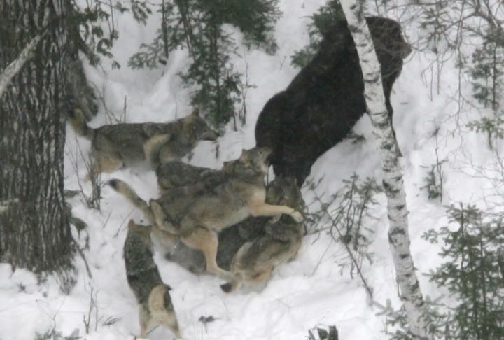 pics of wolves mating