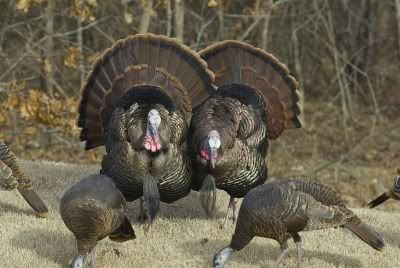 turkey hunting tips