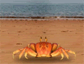 Crab-3.gif