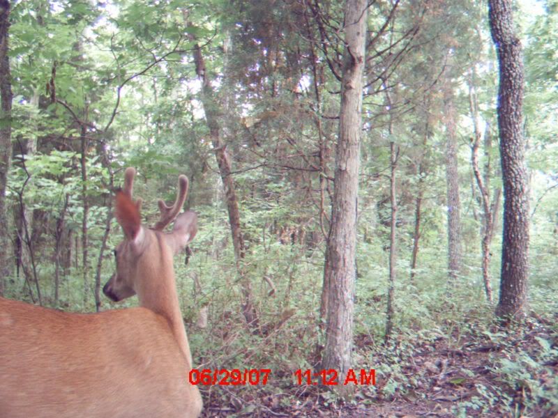 DeerTrailCameraPhotos025.jpg