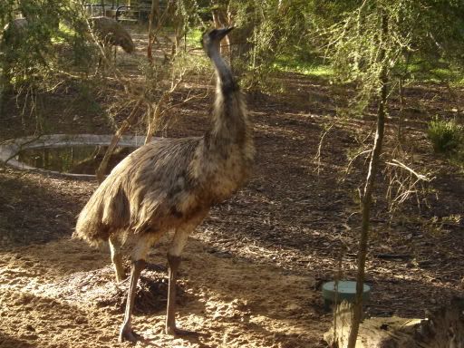 Emuuuuuuuuuuuuuuuuuuuuuu