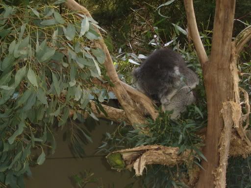 KOALA!