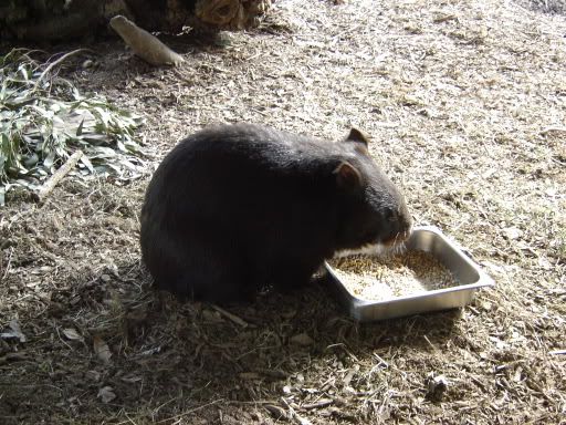 wombat
