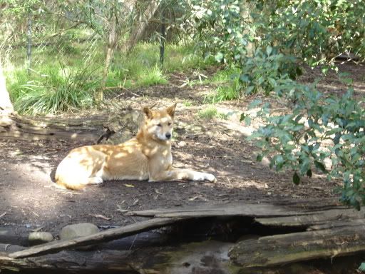 dingoes!