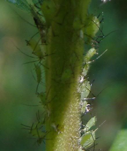 aphids Pictures, Images and Photos