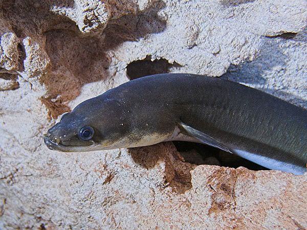 728eel.jpg