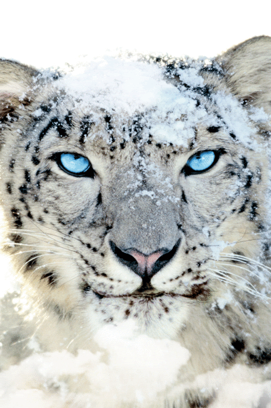 Snow Leopard Animated Gifs | Photobucket