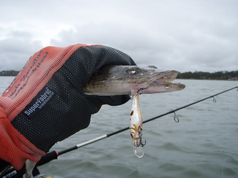 AUSTRALIAN KAYAK FISHING FORUM • View topic - Budgewoi (Central Coast