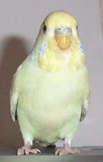 Buddie2.jpg