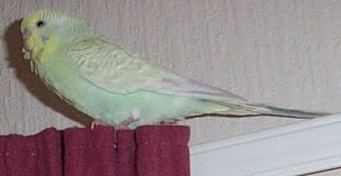Buddie3.jpg