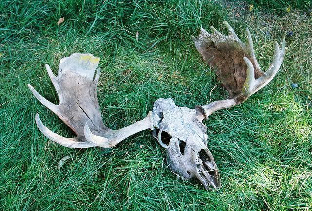 mooseskull1.jpg