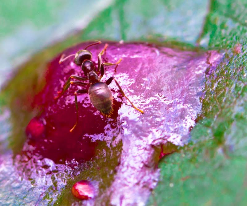 ant.jpg