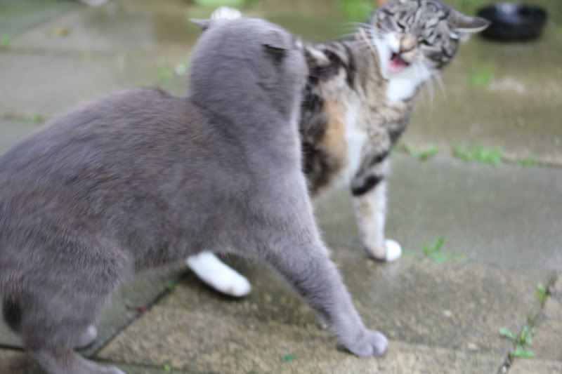 catfight174.jpg