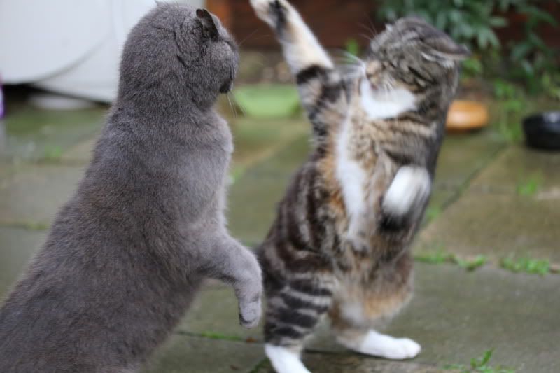 catfight175.jpg